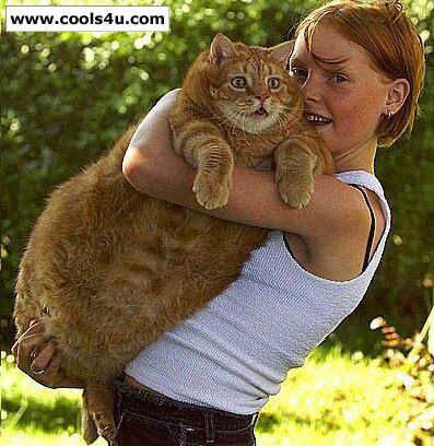 hadi 3aiela meziwena